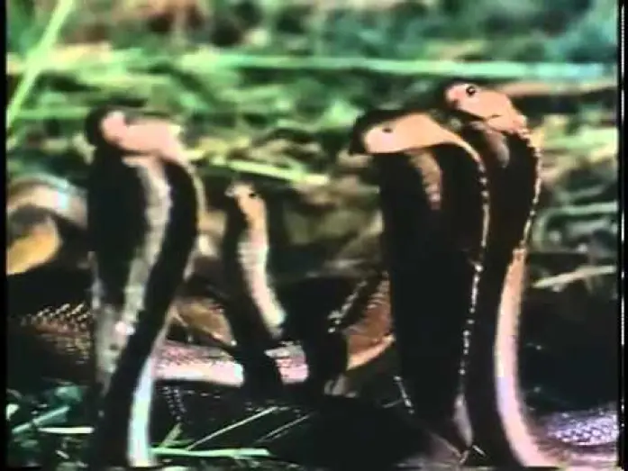 Video for the film Zuma — Zuma (1985)- Trailer Inglés