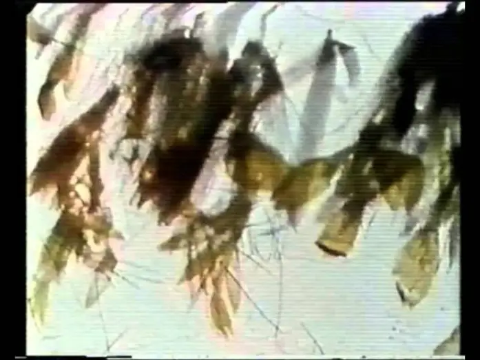 Video for the film Mothlight — Mothlight - Stan Brakhage [1963]