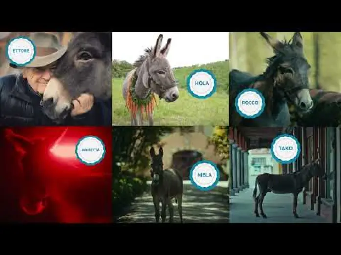 Video for the film EO — Jerzy Skolimowski and Ewa Piaskowska on their six star Sardinian donkeys.