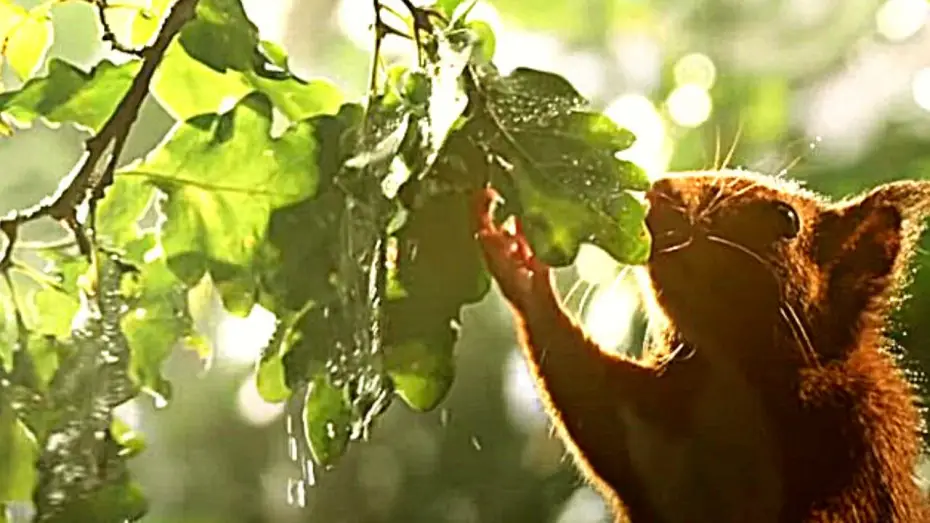 Video for the film Heart of an Oak — LE CHÊNE Bande Annonce VF (Aventure, 2021) De Michel Seydoux, Laurent Charbonnier.