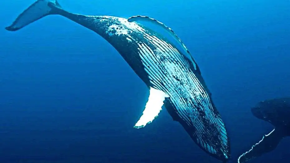 Video for the film Whale Nation — LES GARDIENNES DE LA PLANÈTE Bande Annonce VF (2023, Documentaire) Jean-Albert Lièvre