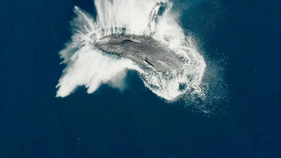 Video for the film Whale Nation — Las guardianas del planeta - Tráiler español
