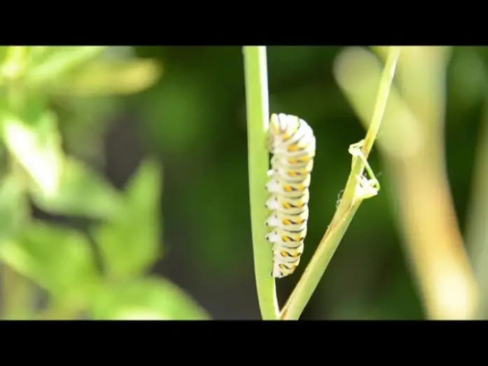Video for the film Plants — Plants Trailer