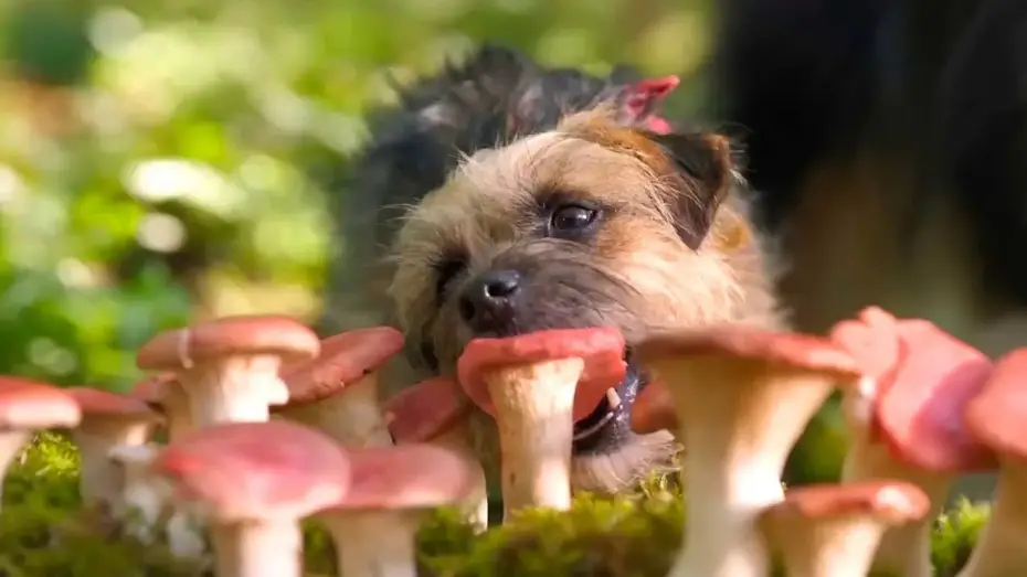 Video for the film Strays — Doggy Style | Dal 14 settembre al cinema
