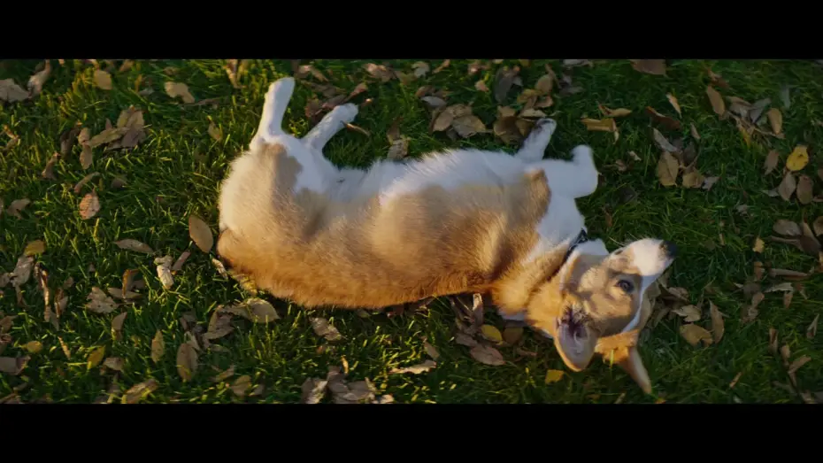 Video for the film A Dog's Purpose — MES VIES DE CHIENS - Extrait - " Coup de foudre " - VF