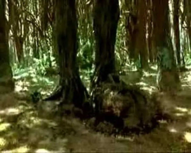 Video for the film Bridge to Terabithia — Un Ponte Per Terabithia (Trailer Italiano)