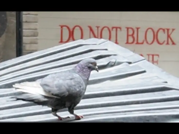 Video for the film Save the Pigeons — SAVE THE PIGEONS