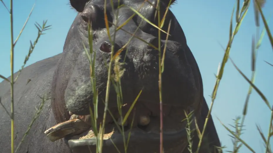 Video for the film Pepe — Trailer [Subtitled]