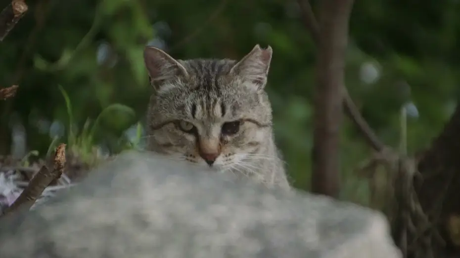 Video for the film The Cats of Gokogu Shrine — Die Katzen vom Gokogu-Schrein