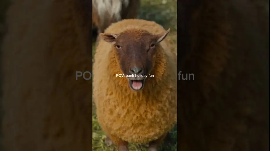 Video for the film The Sheep Detectives — Who doesn't love a baa-nk holiday?