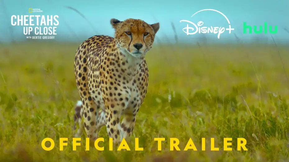 Video for the film Cheetahs Up Close with Bertie Gregory — Official Promo