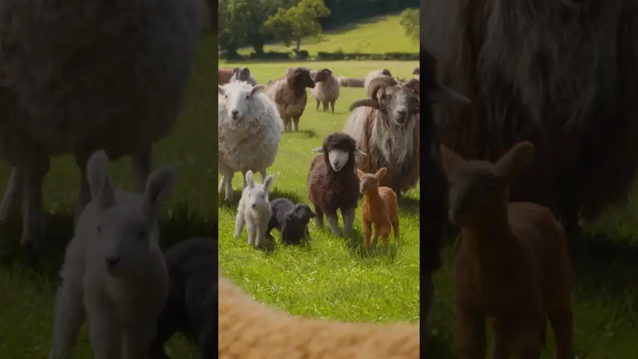 Video for the film The Sheep Detectives — In cinemas May 6