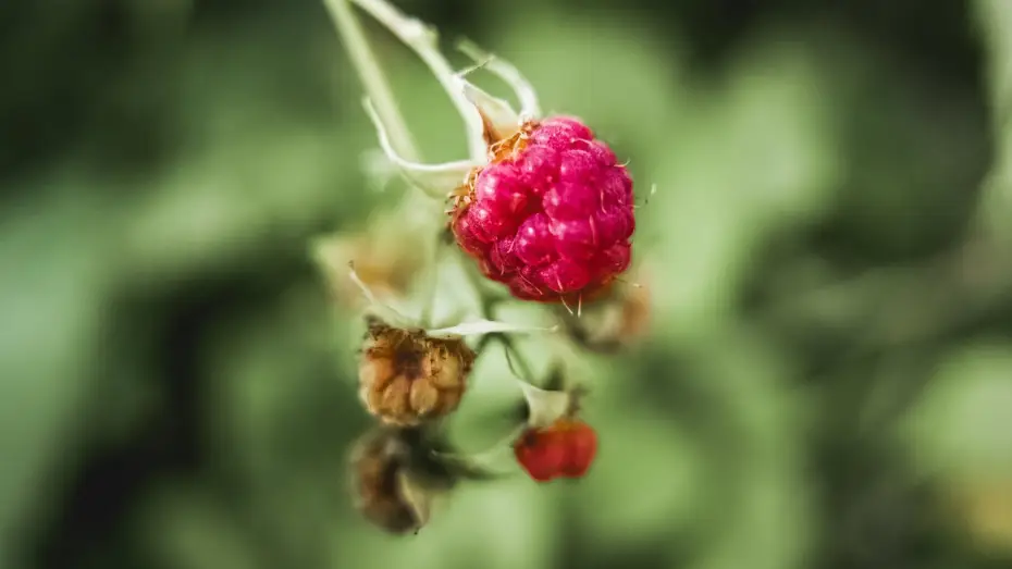 Video for the film Vulvitis — What is vulvitis? | Patient Explainers