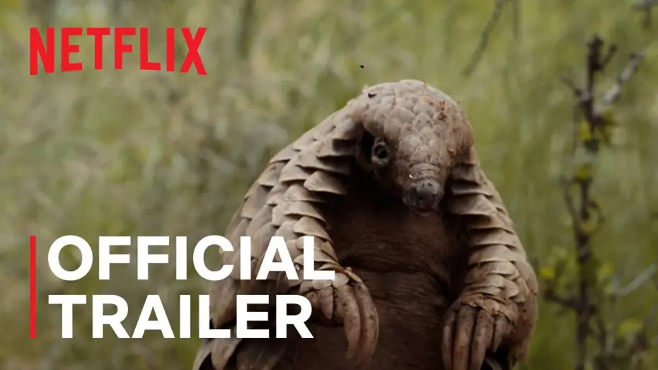 Video for the film Pangolin: Kulu's Journey — Official Trailer
