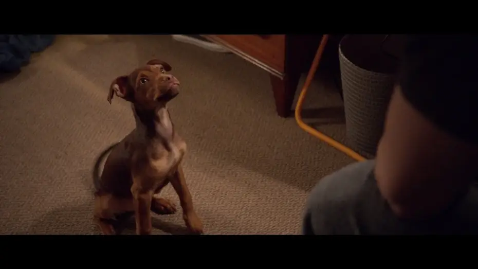 Video for the film A Dog's Way Home — Un Viaggio a Quattro Zampe - Trailer ufficiale | Dal 14 marzo al cinema