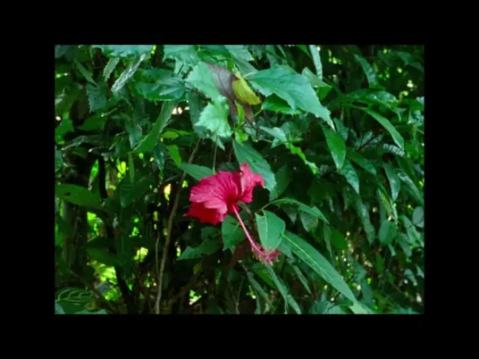 Video for the film Hair, Paper, Water... — FNC 2025 | Hair, Paper, Water... (Trương Minh Quý, Nicolas Graux)