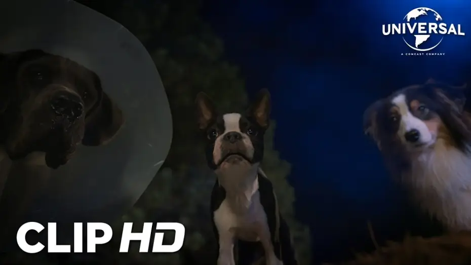 Video for the film Strays — Clip - Sin valla