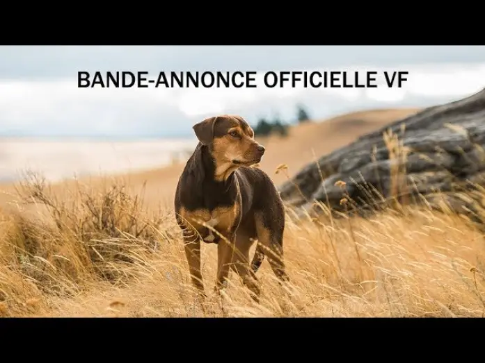Video for the film A Dog's Way Home — L’Incroyable Aventure de Bella - Bande Annonce VF