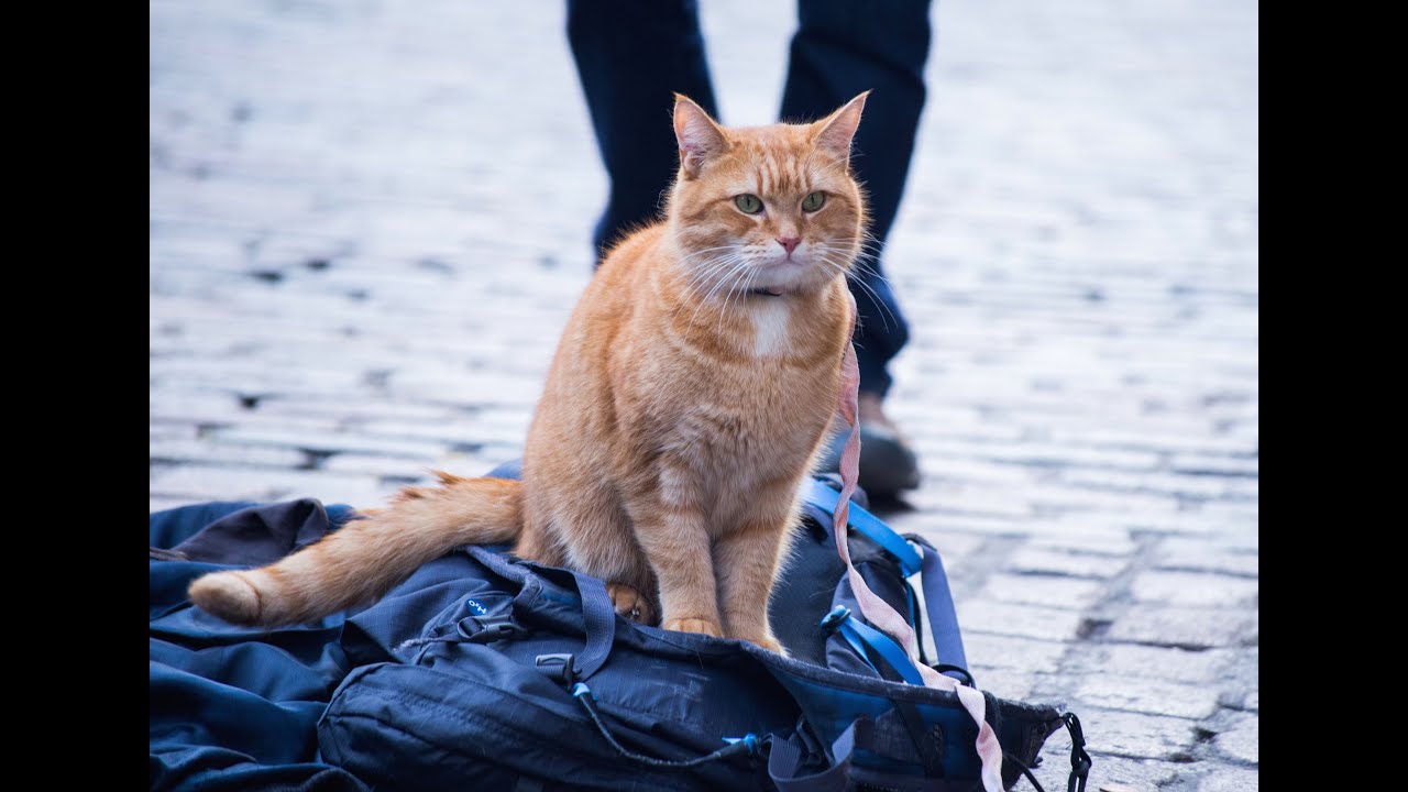 Video for the film A Street Cat Named Bob — A Street Cat Named Bob - Official Trailer - At Cinemas November 4