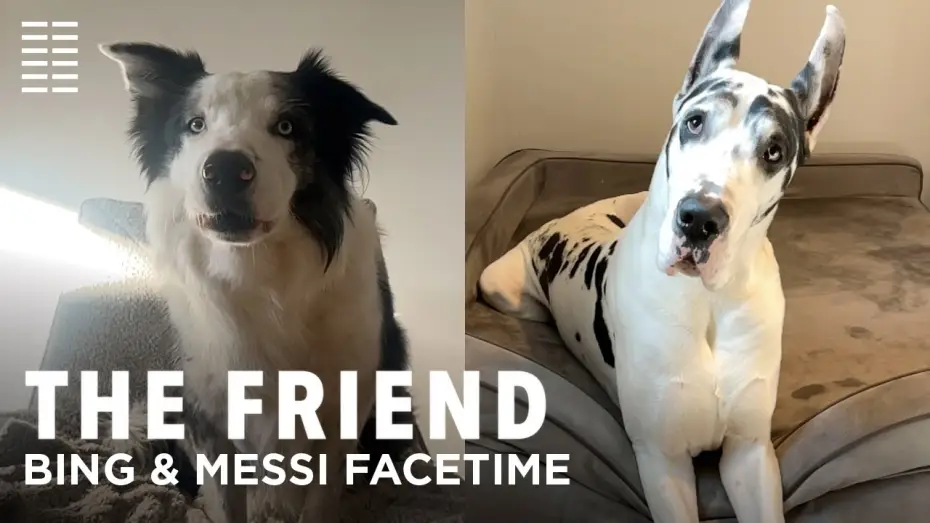 Video for the film The Friend — Bing & Messi FaceTime