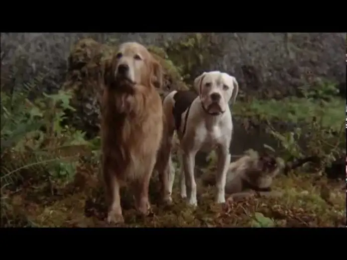 Video for the film Homeward Bound: The Incredible Journey — Disney Cinemagic Spain - DE VUELTA A CASA, UN VIAJE INCREÍBLE - Promo