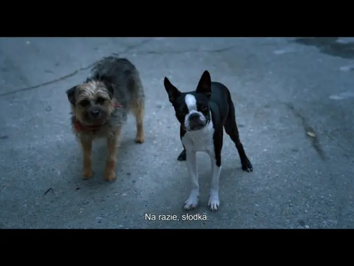 Video for the film Strays — Klip z filmu