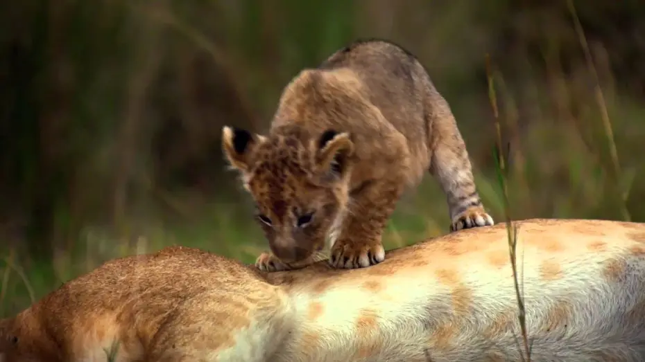 Video for the film African Cats — African Cats: Official Trailer 2