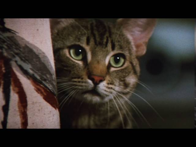 Video for the film Cat's Eye — Original Theatrical Trailer