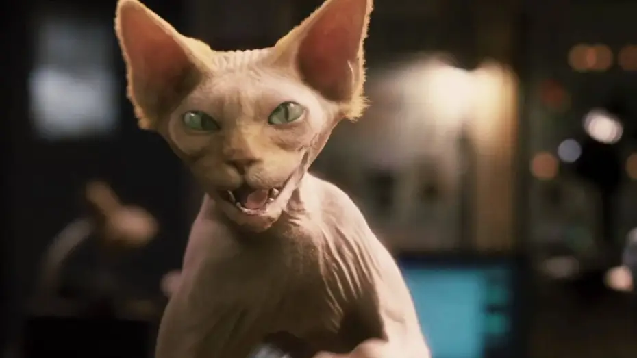 Video for the film Cats & Dogs: The Revenge of Kitty Galore — Cats & Dogs - Die Rache der Kitty Kahlohr | Deutscher Trailer HD
