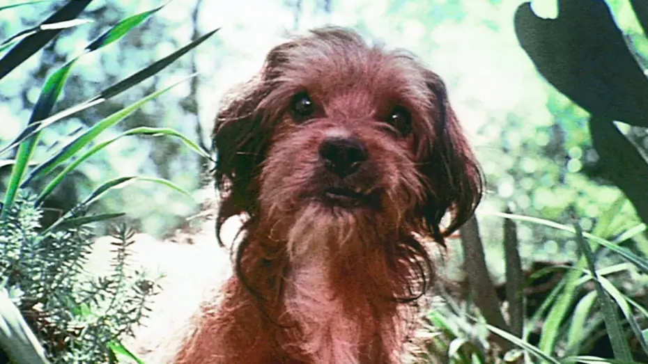 Video for the film Benji — Benji (1974) ORIGINAL TRAILER [HQ]