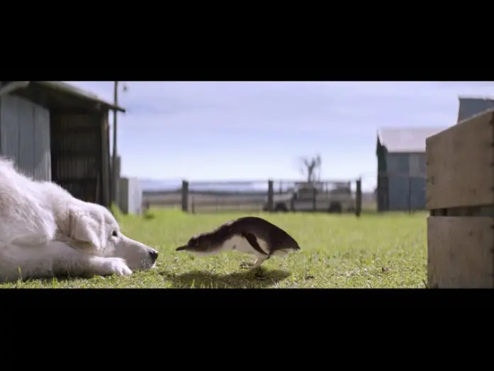 Video for the film Oddball — Oddball (2015) Trailer [HD]