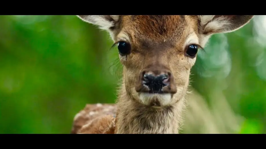 Video for the film Bambi: A Tale of Life in the Woods — Bambi : A Tale of Life in the Woods - Trailer (English version)