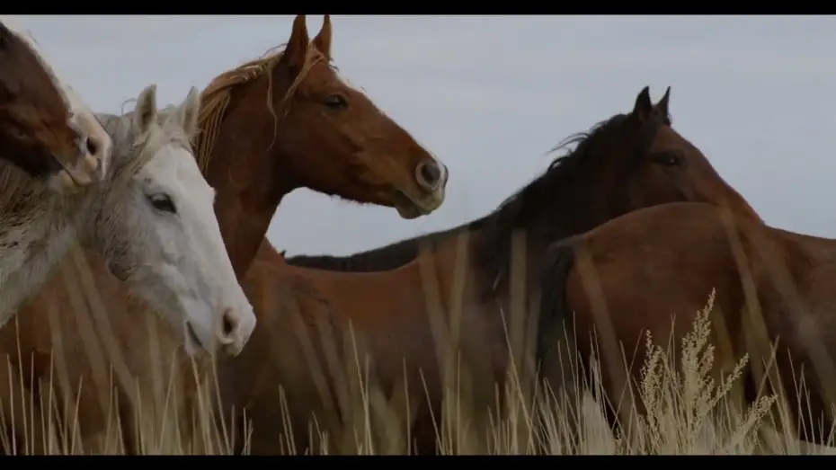 Video for the film In the Company of Wolves: An American Journey — In the Company of Wolves - Trailer