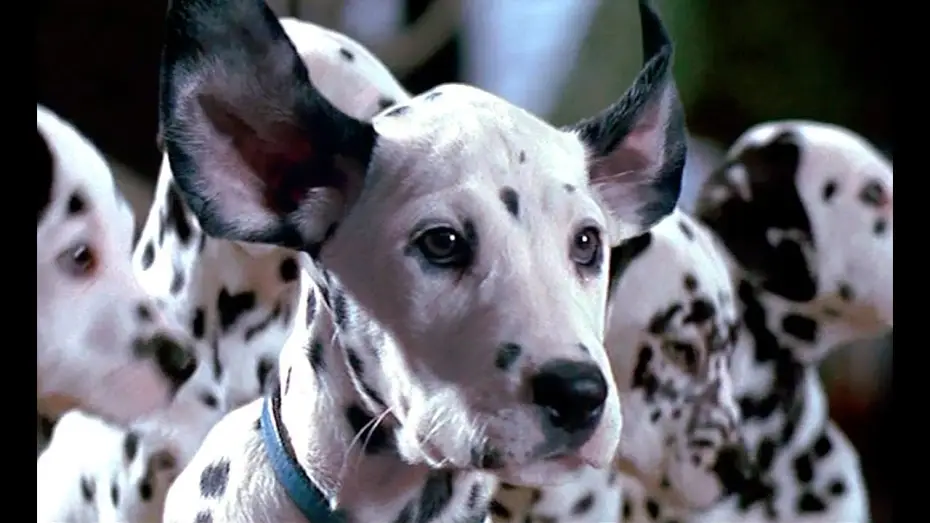 Video for the film 101 Dalmatians — 101 Dálmatas. ¡Más vivos que nunca! (Trailer español)