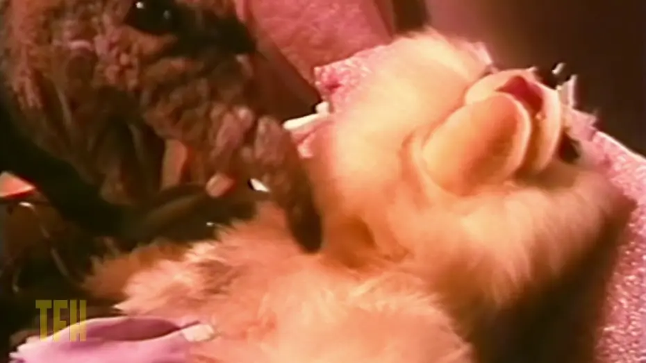 Video for the film Meet the Feebles — Mike Mendez on MEET THE FEEBLES
