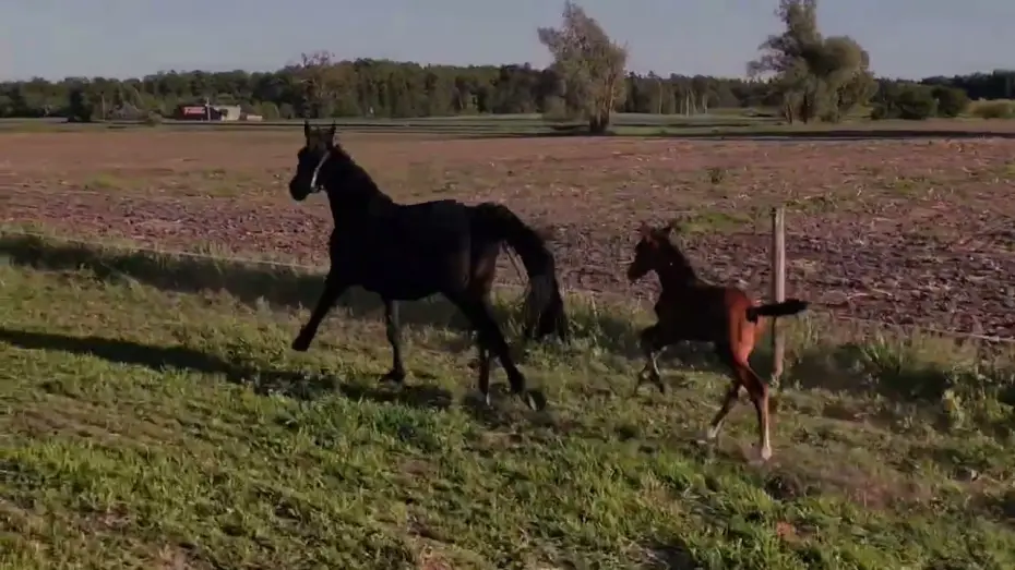 Video for the film Peccatum — “Peccatum” movie
