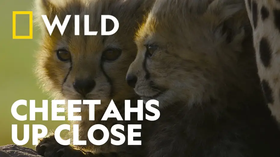 Video for the film Cheetahs Up Close with Bertie Gregory — Trailer