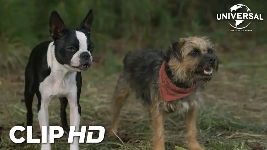 Video for the film Strays — Clip - Las reglas de Bug