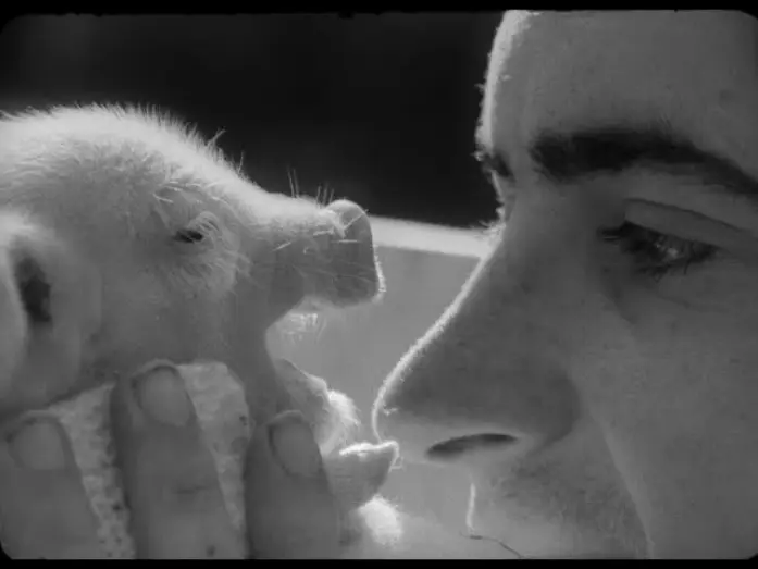 Video for the film Wedding Trough — TRAILER Vase de noces (Thierry Zéno, BE 1974)