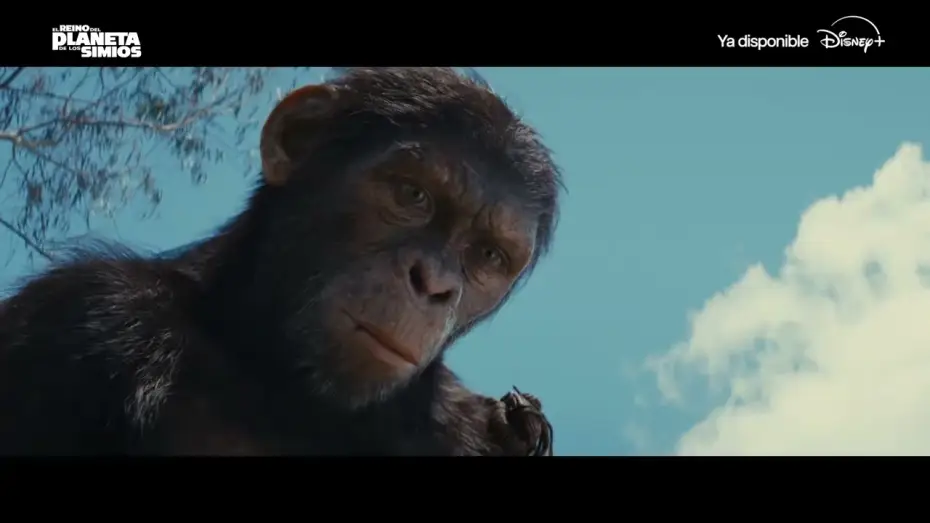 Video for the film Kingdom of the Planet of the Apes — Ya disponible en Disney+