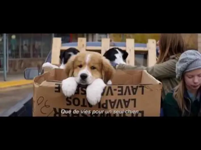 Video for the film A Dog's Purpose — MES VIES DE CHIEN - Bande Annonce VOST