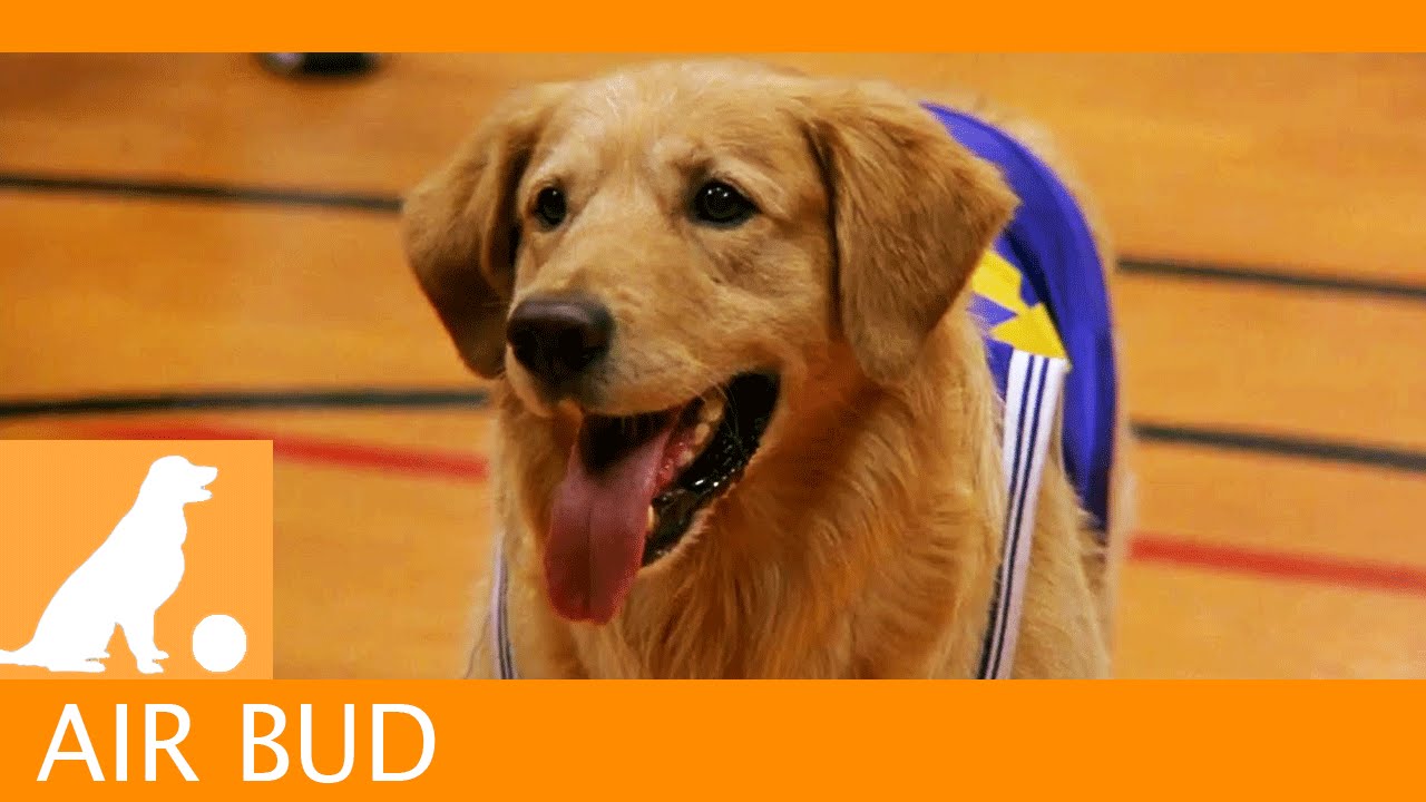 Video for the film Air Bud — Air Bud Sports News - Snively