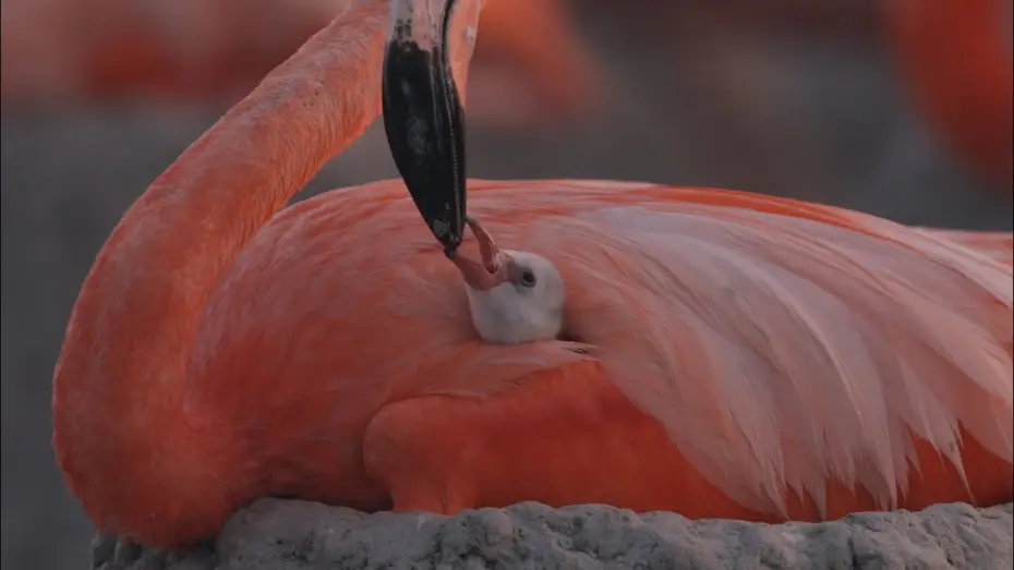 Video for the film Flamingos: Life After the Meteorite — Flamingos - Trailer