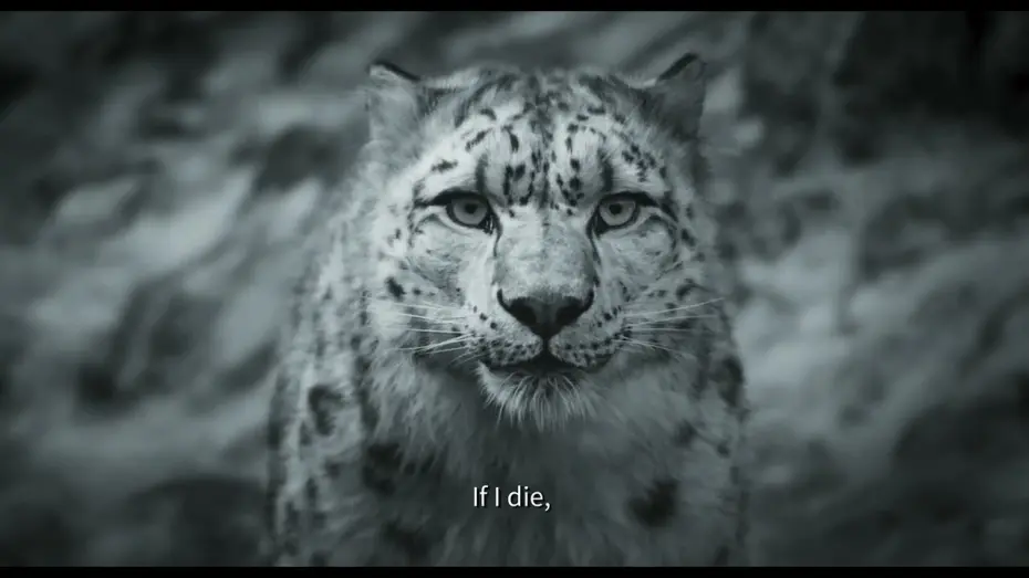Video for the film Snow Leopard — Snow Leopard - Pema Tseden - Bande-annonce