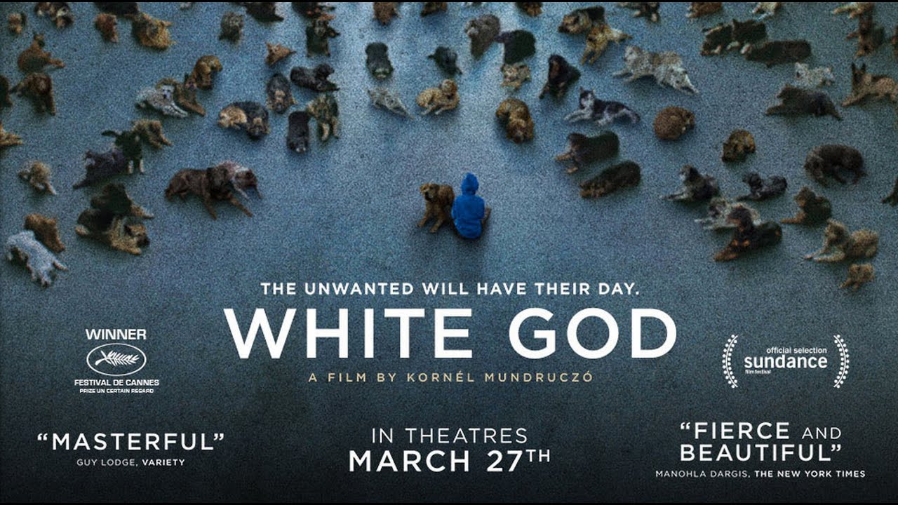 Video for the film White God — White God - Official Trailer