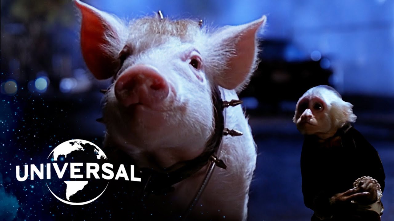 Video for the film Babe: Pig in the City — Babe Escapes