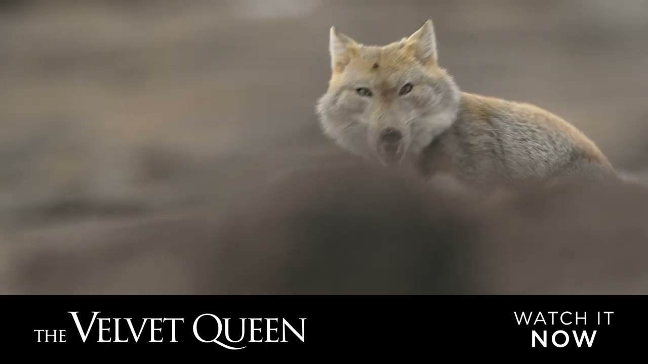 Video for the film The Velvet Queen — The Velvet Queen - English Sub Title