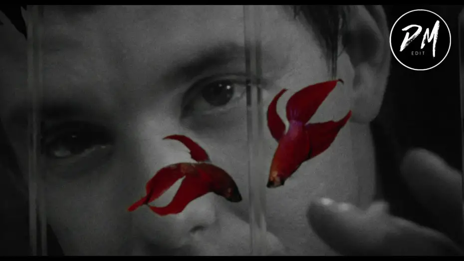Video for the film Rumble Fish — Rumble Fish (Modern Trailer)
