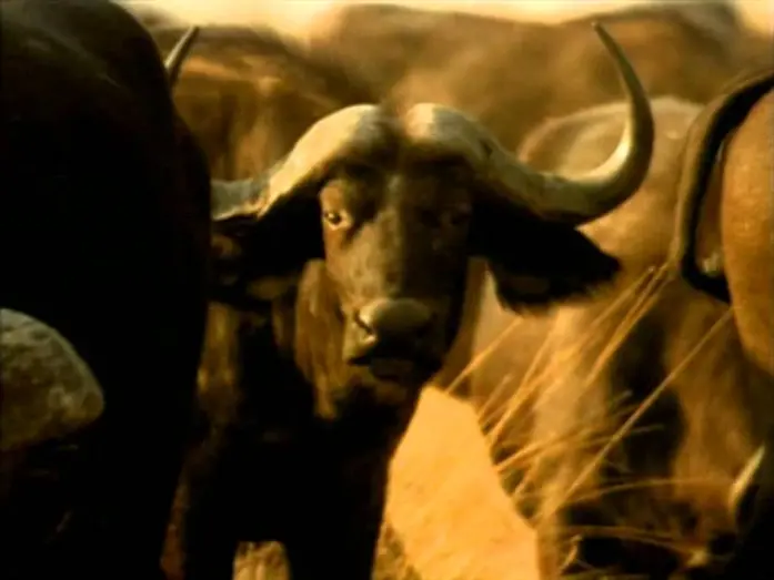 Video for the film Whispers: An Elephant's Tale — Whispers: An Elephant's Tale