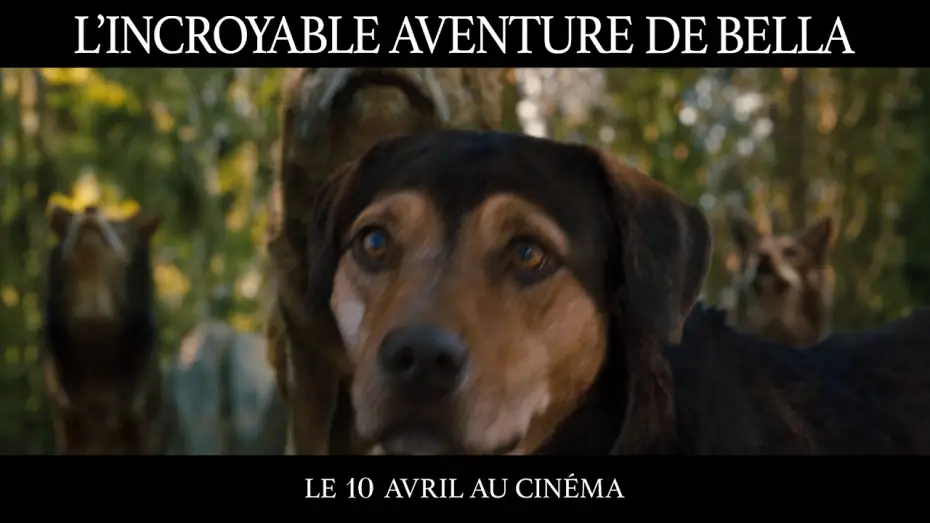 Video for the film A Dog's Way Home — L’Incroyable Aventure de Bella - TV SPOT "Challenge" VF